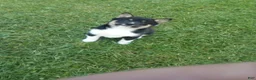 Shiba Inu dogs for sale: Shiba Inu 1 Jasper - Ad 3