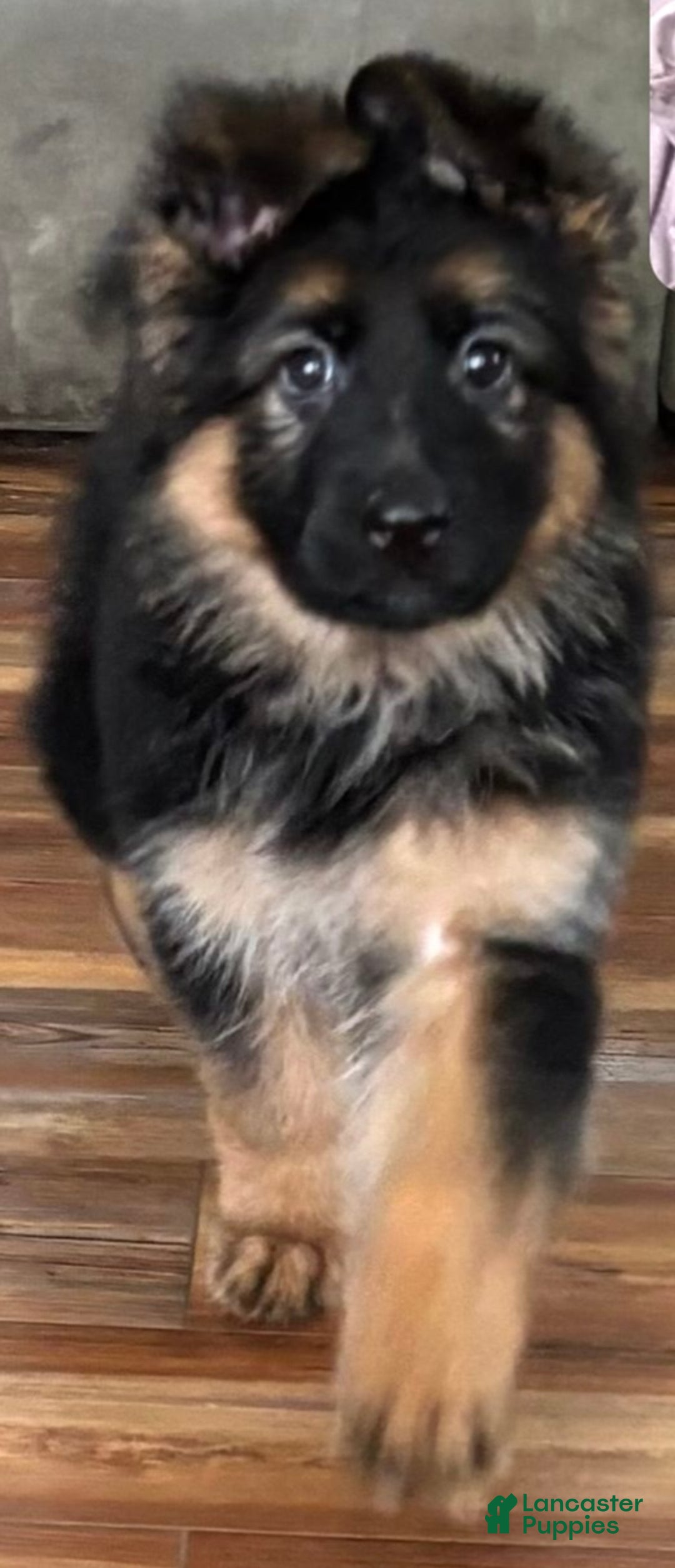 German Shepherd dogs for sale: German Shepherd Puppy 1 - Ad 1