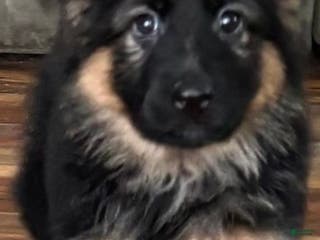 German Shepherd dogs German Shepherd Puppy 1 - Ad 19