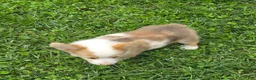 Welsh Corgi Pembroke dogs for sale: Beautiful Bentley  - Ad 19