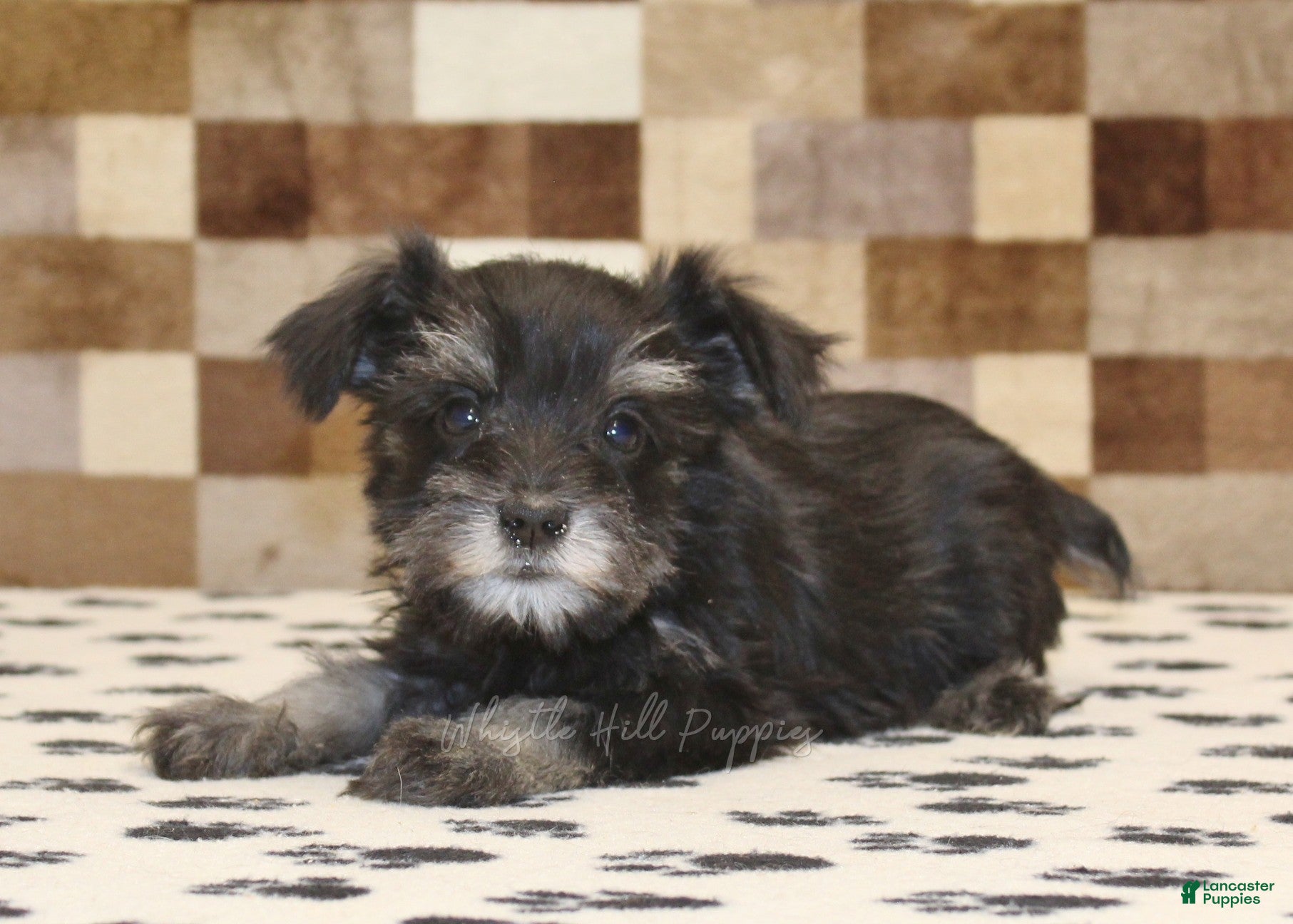 Miniature Schnauzer dogs Penny - Ad 2