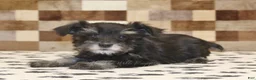 Miniature Schnauzer dogs for sale: Penny - Ad 2