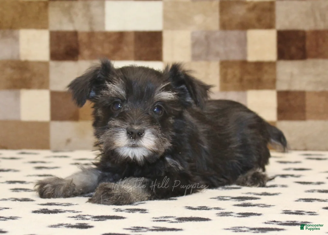 Miniature Schnauzer dogs for sale: Penny - Ad 2