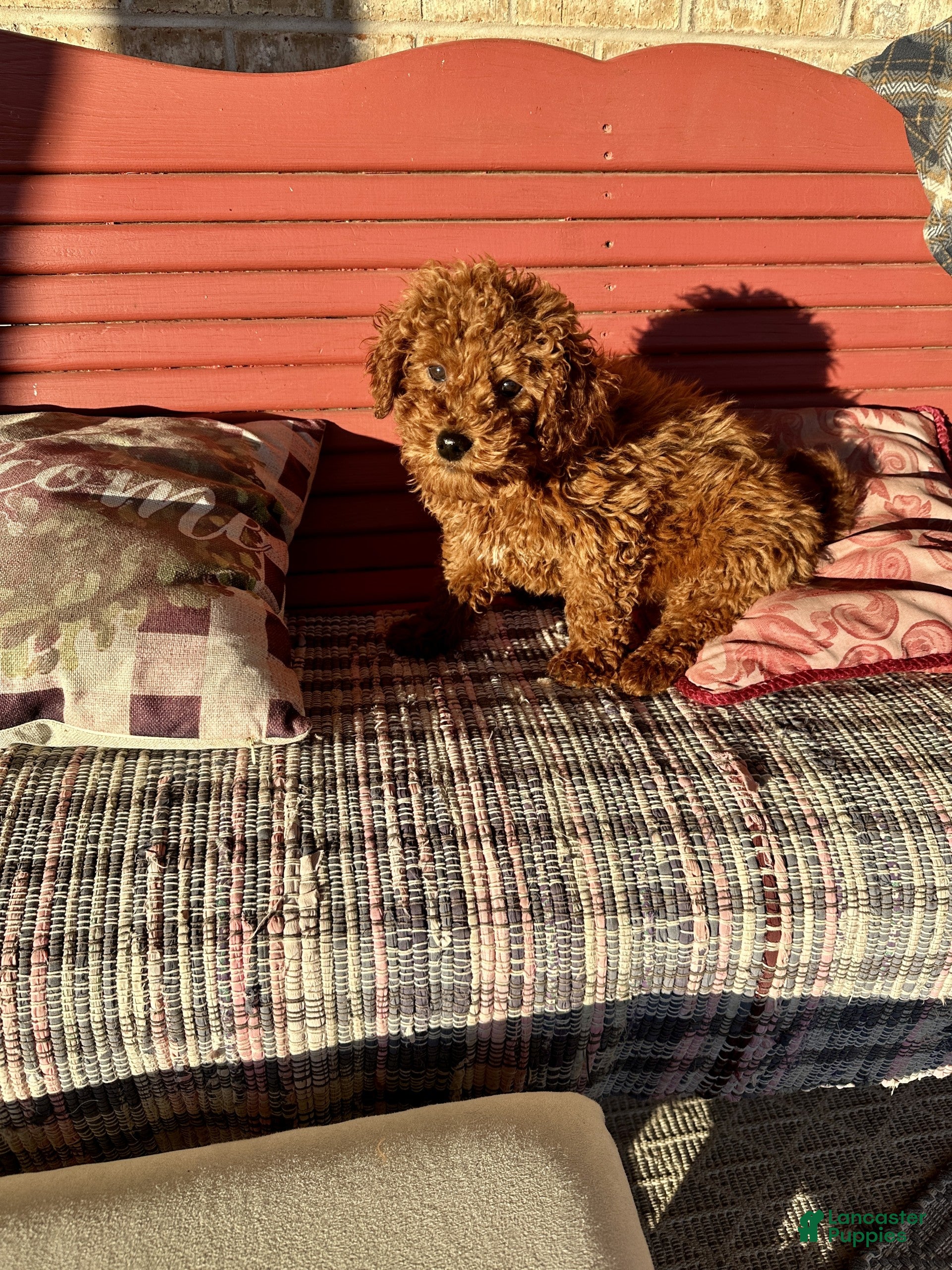 Miniature Labradoodle dogs Henry - Ad 7