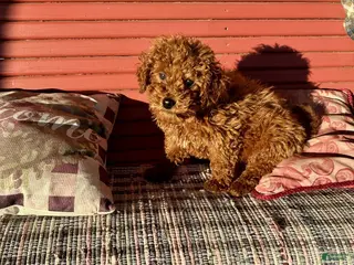 Miniature Labradoodle dogs Henry - Ad 7