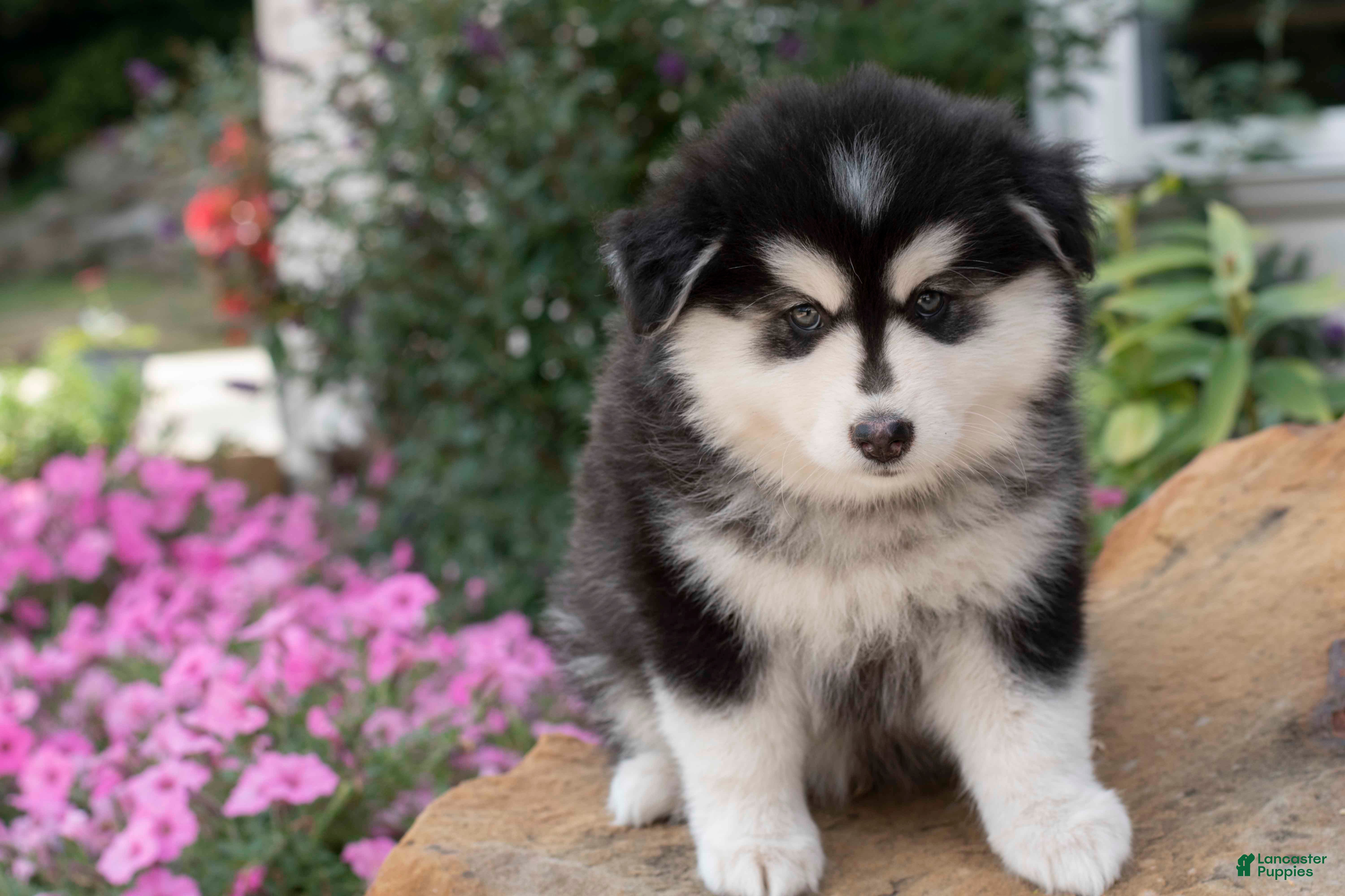 Pomsky dogs Bluey - Ad 2