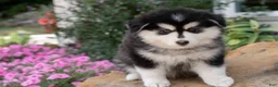 Pomsky dogs for sale: Bluey - Ad 2