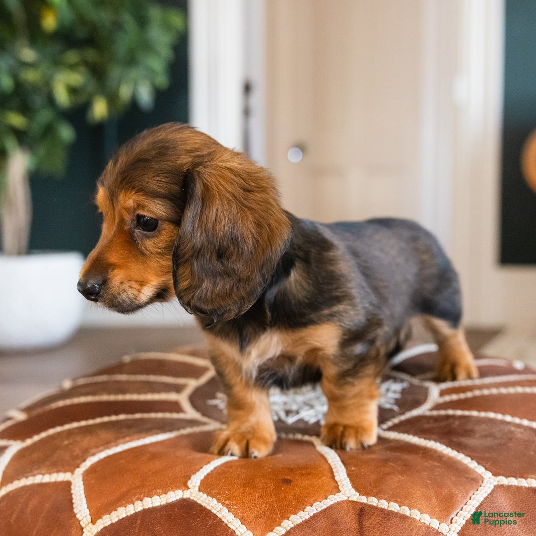 Dachshund dogs for sale: Muffin - CHRISTMAS PUPPY! - Ad 2