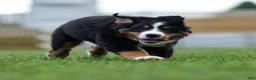 Bernese Mountain Dog dogs for sale: Bryan (Genetically Clear) Bernese Mountain Dog  - Ad 13