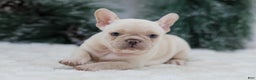 French Bulldog dogs for sale: Mary - Ad 6