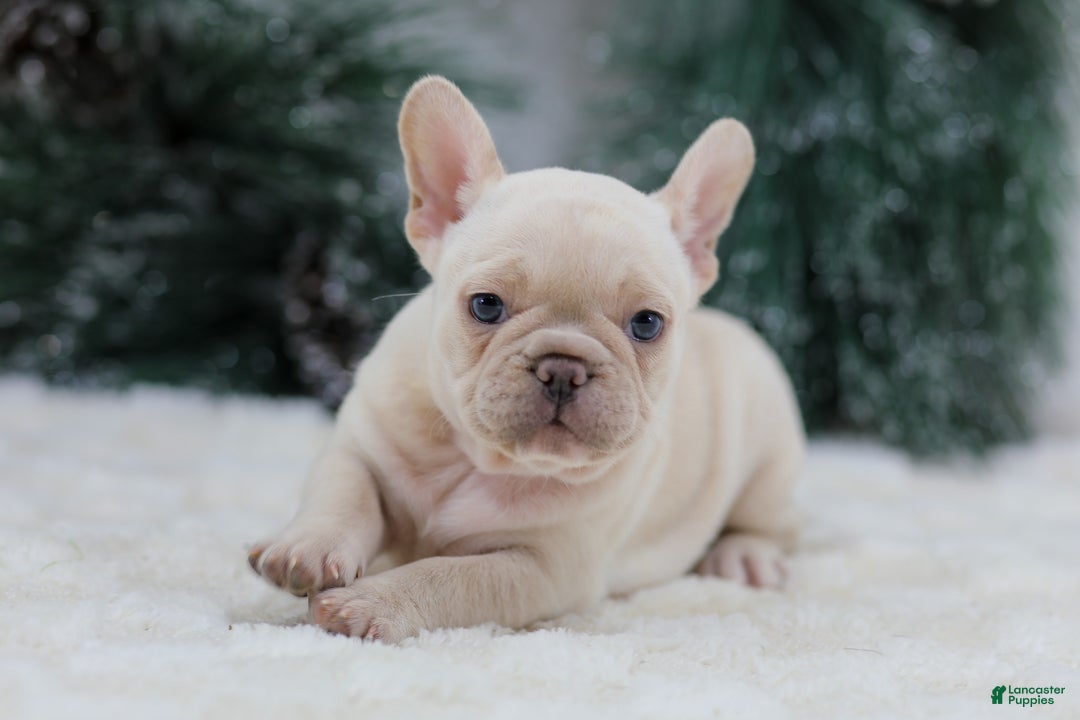 French Bulldog dogs for sale: Mary - Ad 6