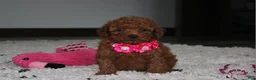 Toy Poodle dogs for sale: Beauty - Ad 7