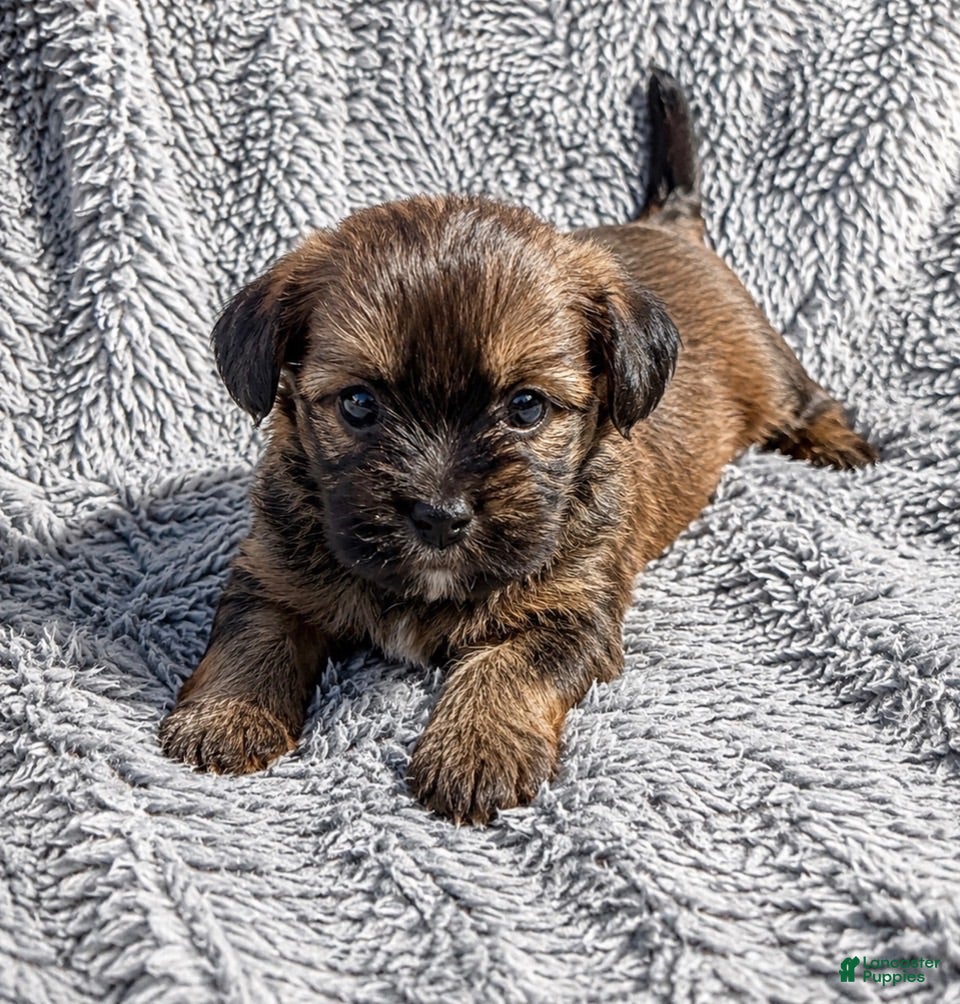 Shorkie dogs Tommy - Ad 21