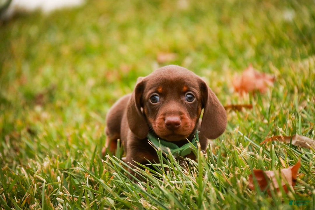 Miniature Dachshund dogs for sale: Andy - Ad 6