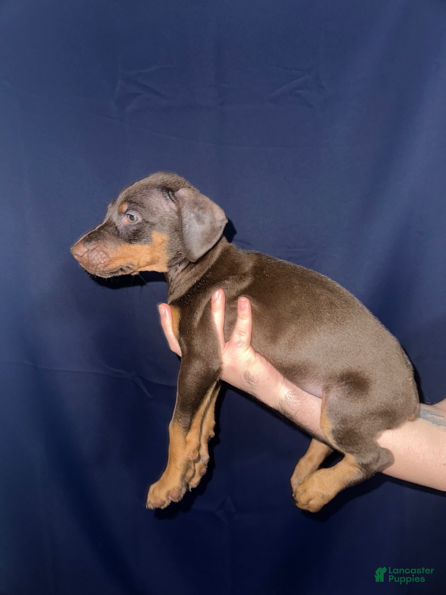 Doberman Pinscher dogs Doberman Pinscher 6 - Ad 9