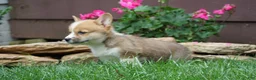 Welsh Corgi Pembroke dogs for sale: Maple   - Ad 4