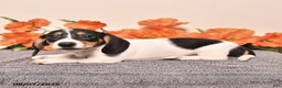 Miniature Dachshund dogs for sale: Comet - Ad 3