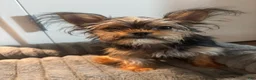 Shorkie dogs for sale: Lil Girl - Ad 4