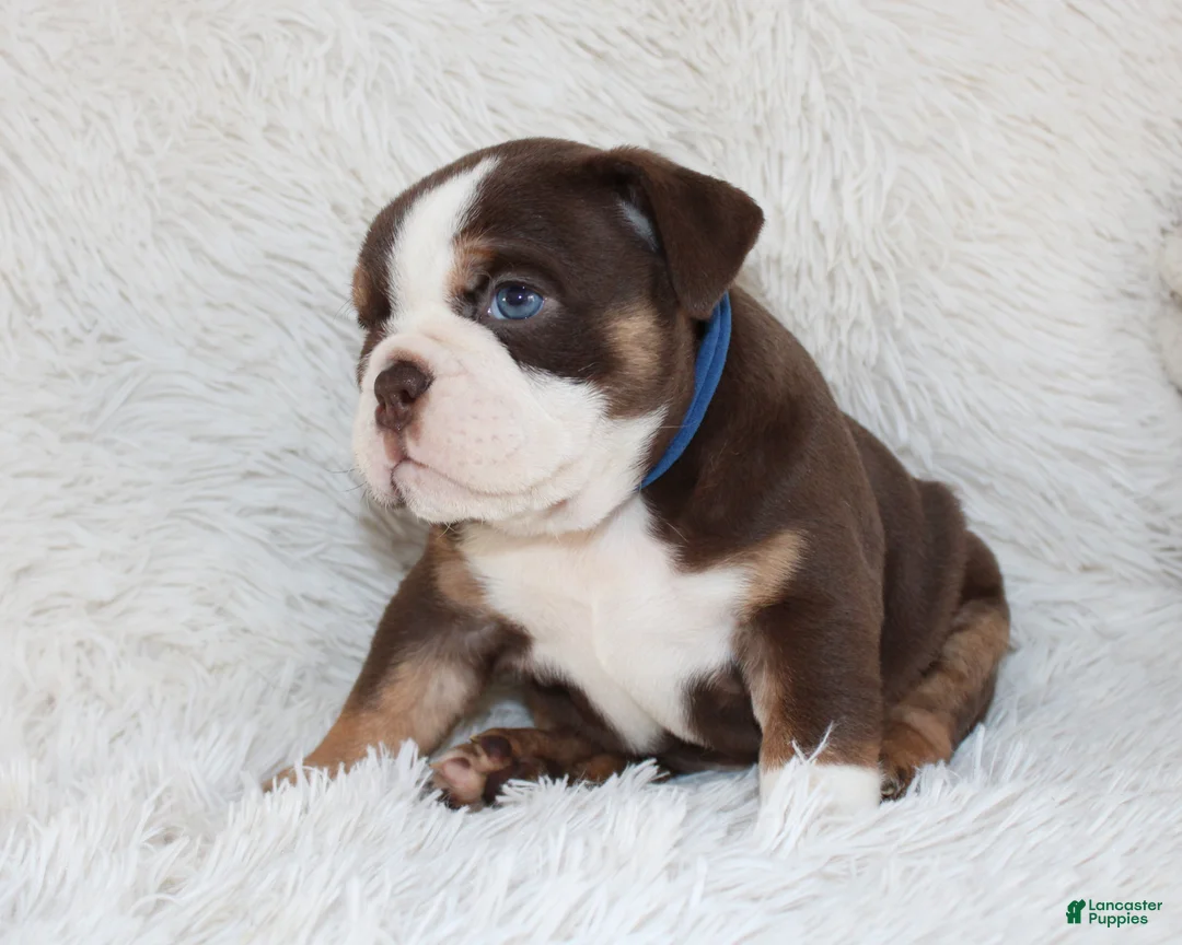 English Bulldog dogs for sale: AKC Olive  - Ad 10