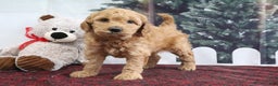 Mini Goldendoodle dogs for sale: Layla - Ad 3