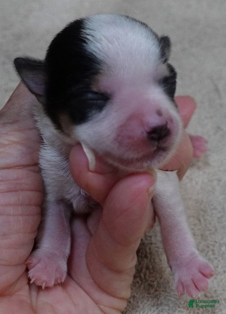 Yorkshire Terrier dogs Camila - Ad 32