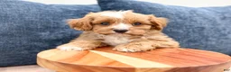 Cavapoo dogs for sale: Winston - Ad 5