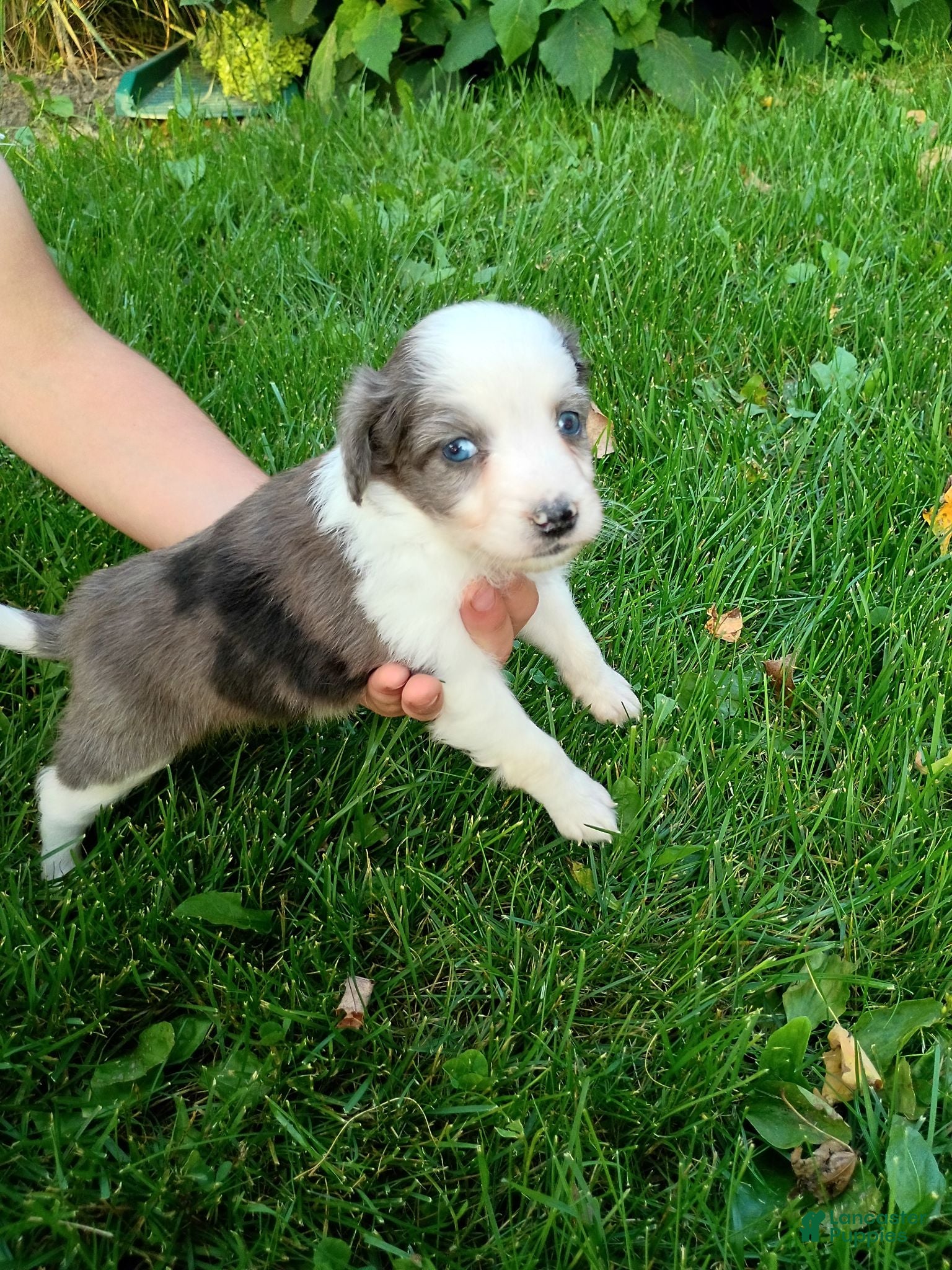 Mini Aussiedoodle dogs for sale: Maggie  - Ad 1