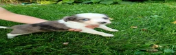 Mini Aussiedoodle dogs for sale: Maggie  - Ad 1
