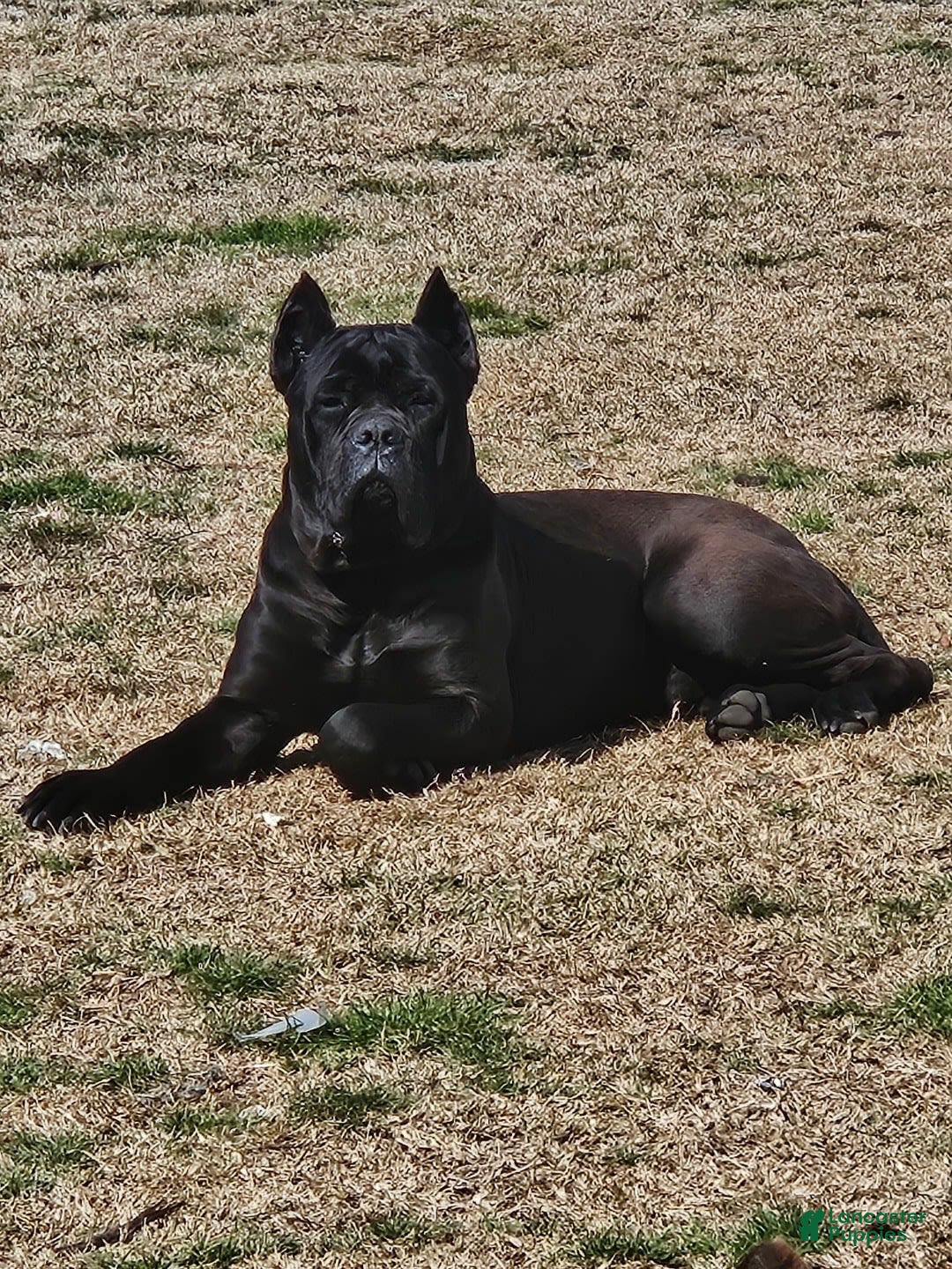 Gallery Image {{count}}