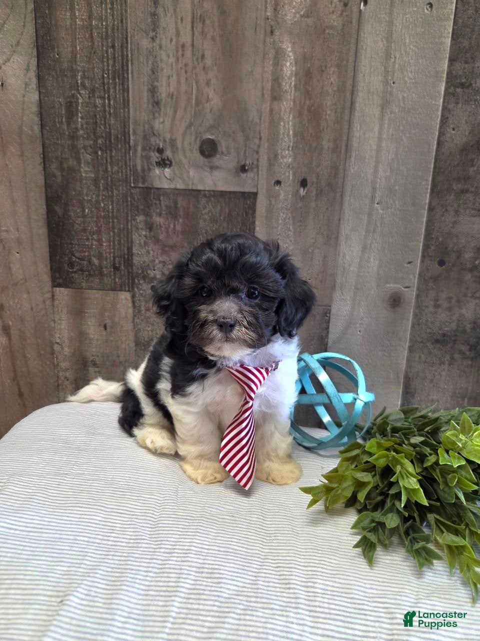 Teddy Bear dogs Shawn - Ad 2