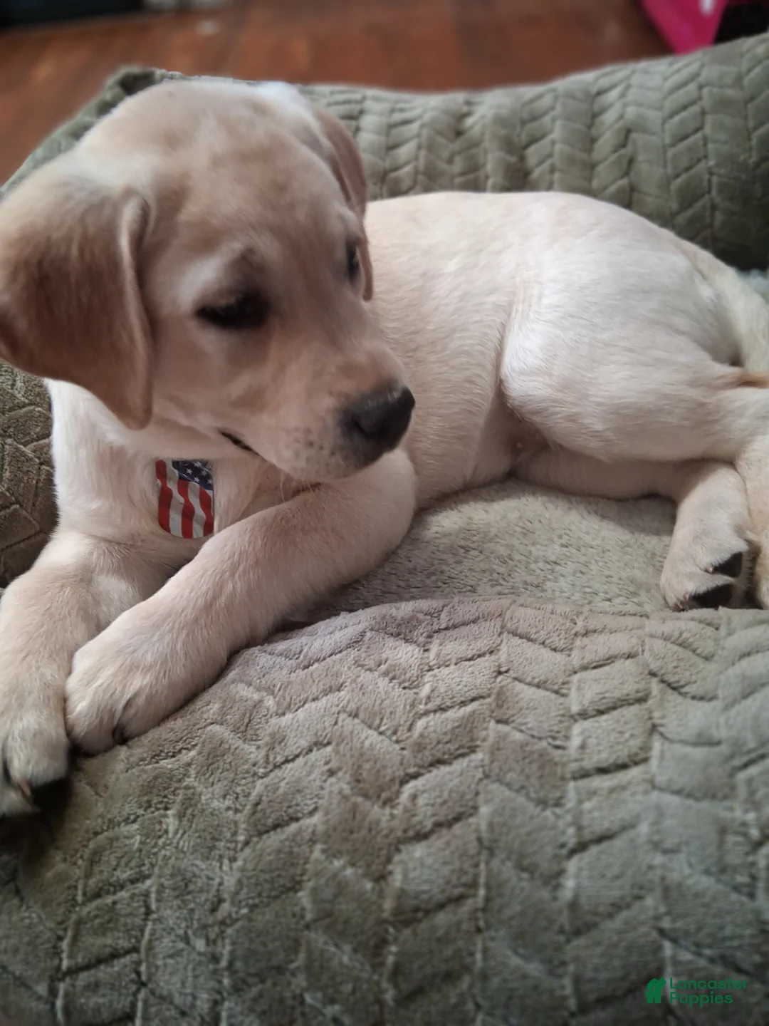 Labrador Retriever dogs for sale: Labrador Retriever Puppy 1 - Ad 1