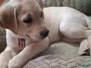 Labrador Retriever dogs Labrador Retriever Puppy 1 - Ad 36