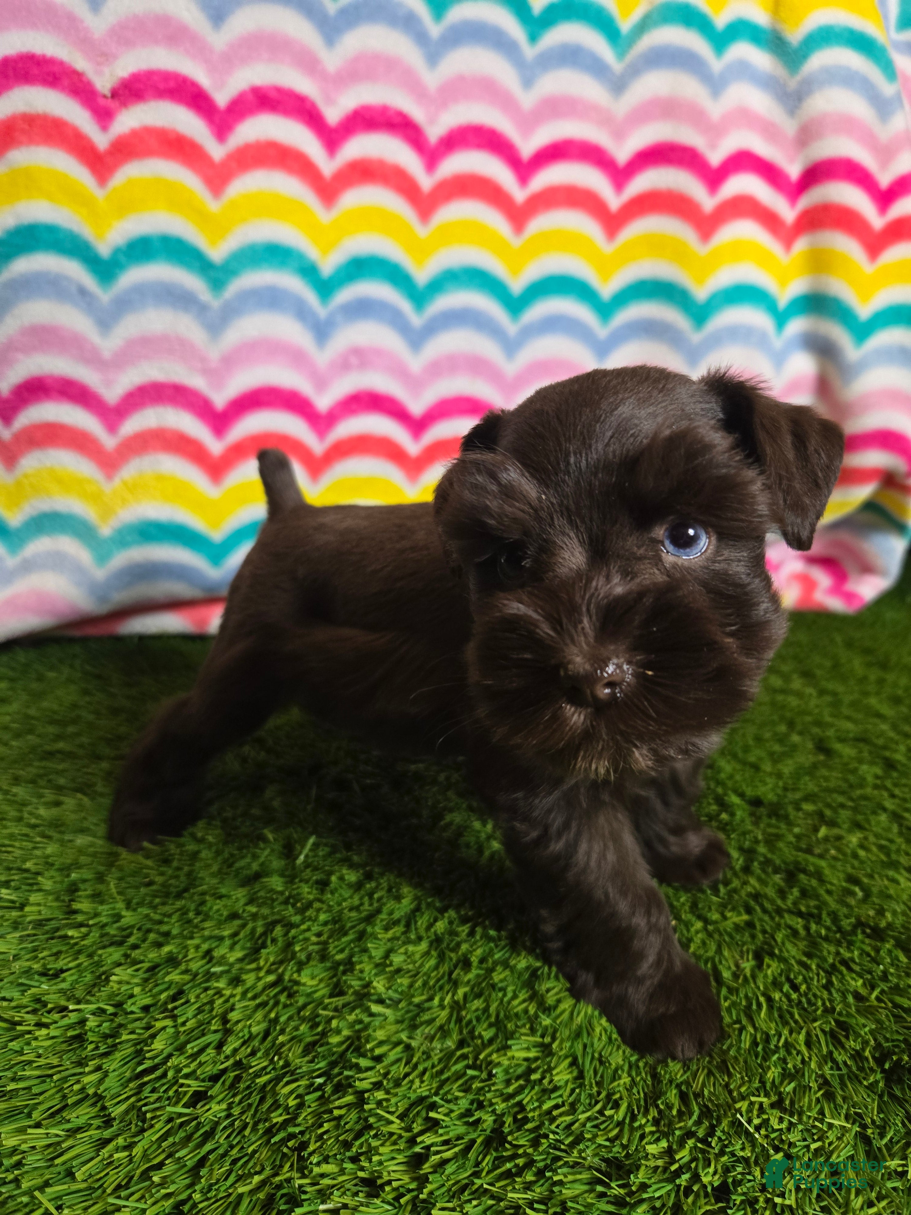Miniature Schnauzer dogs Darla - Ad 9