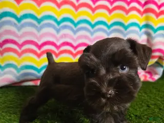 Miniature Schnauzer dogs Darla - Ad 9