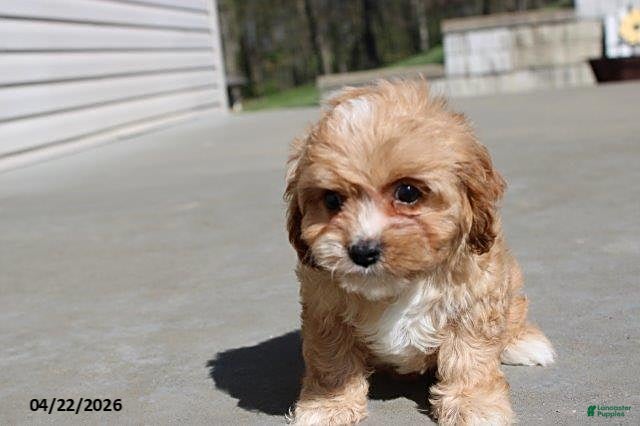 Cavachon dogs Jasmine - Ad 2