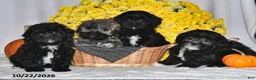 Shihpoo dogs for sale: Terry - Ad 3