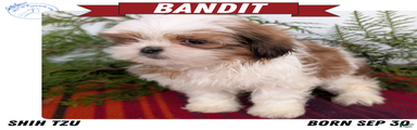 Bandit
