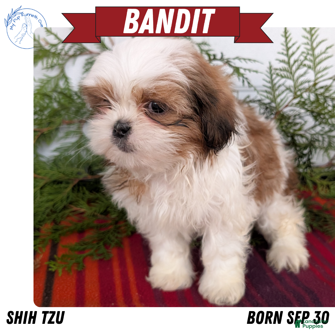Shih Tzu dogs for sale: Bandit - Ad 1