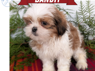 Shih Tzu dogs Bandit - Ad 2