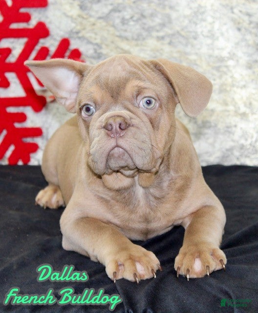 French Bulldog dogs Dallas - Ad 15