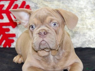 French Bulldog dogs Dallas - Ad 37