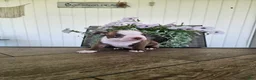 Boston Terrier dogs for sale: Alfie - Ad 14