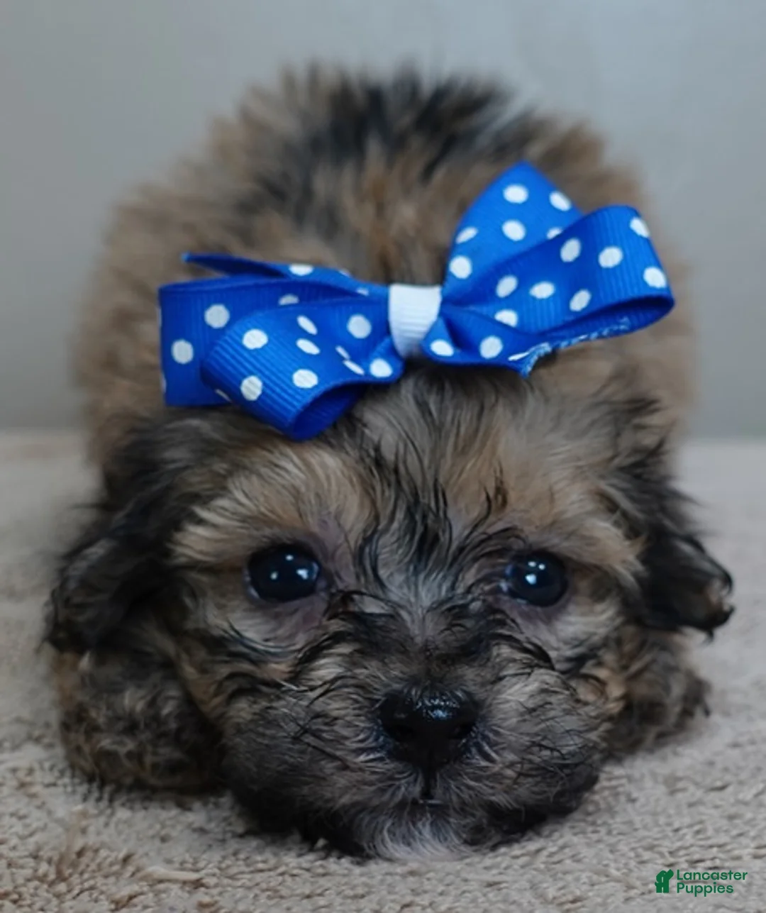 Maltipoo dogs for sale: River - Ad 2