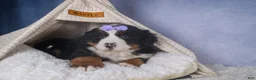 Bernese Mountain Dog dogs for sale: HONEY - Ad 7