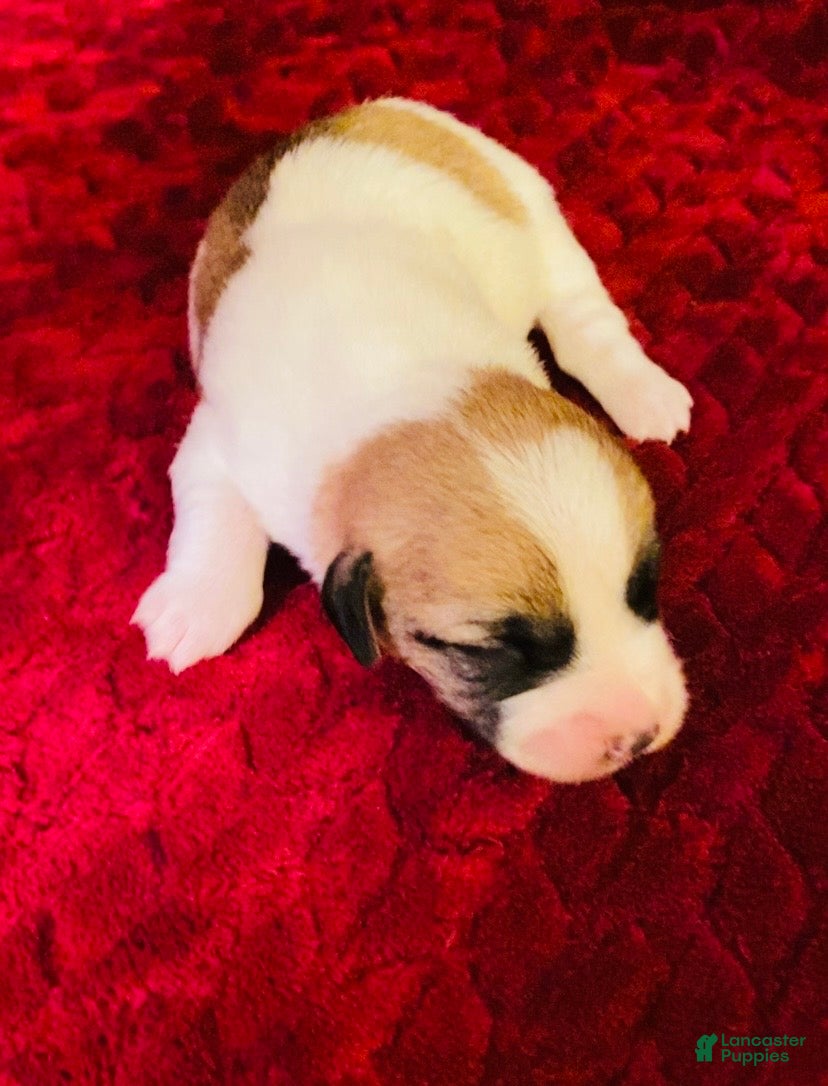 Jack Russell Terrier dogs Jack Russell Terrier Puppy 4 - Ad 1