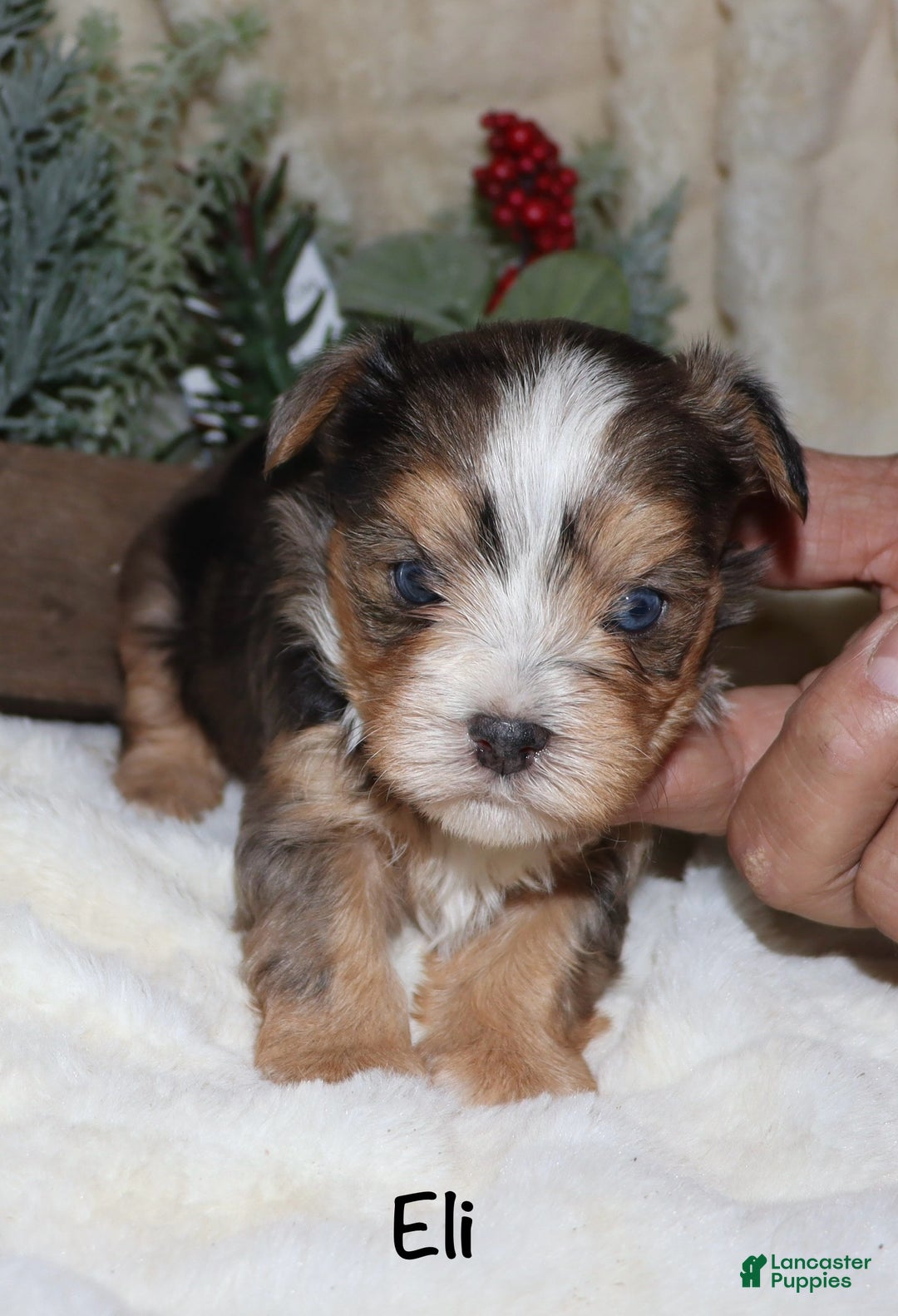 Yorkshire Terrier dogs for sale: Eli - blue merle - Ad 9