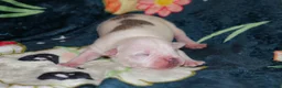 American Bully dogs for sale: Yoda - Ad 2