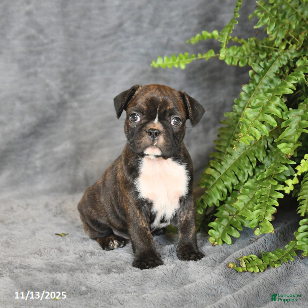 Frenchton dogs for sale: Blake - Ad 4