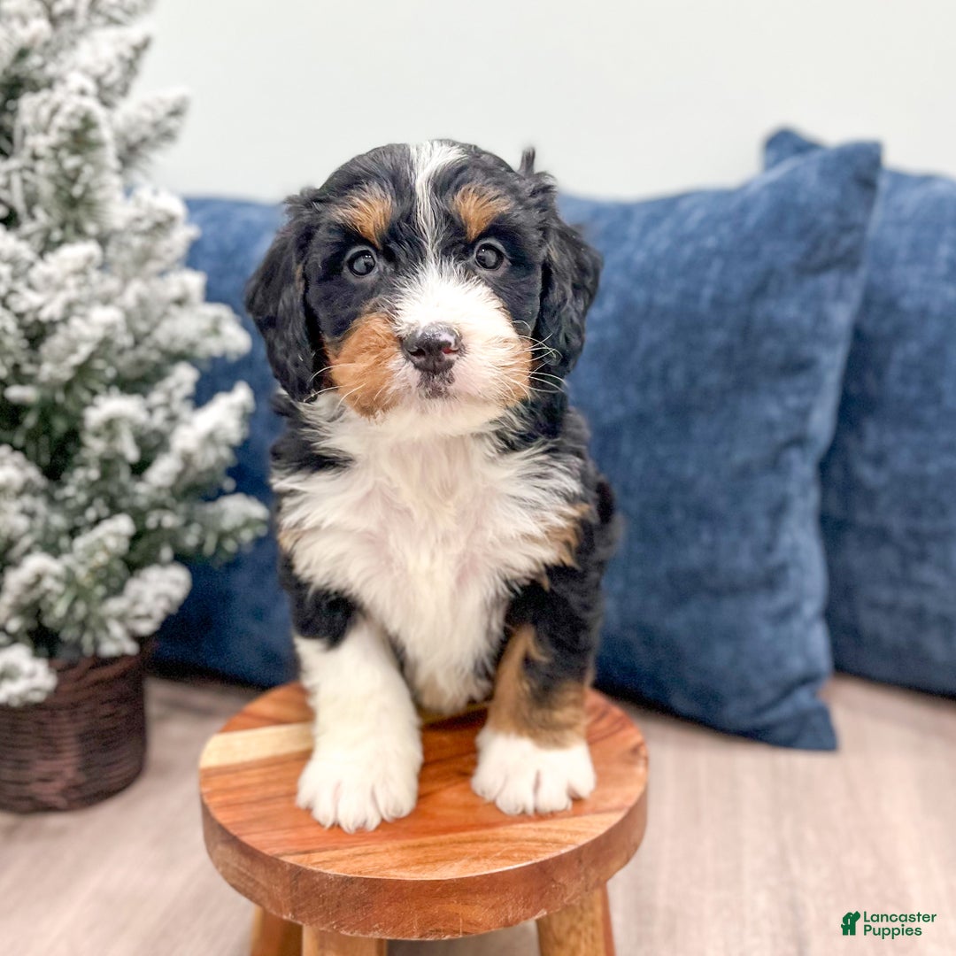 Mini Bernedoodle dogs for sale: Colt - Ad 8
