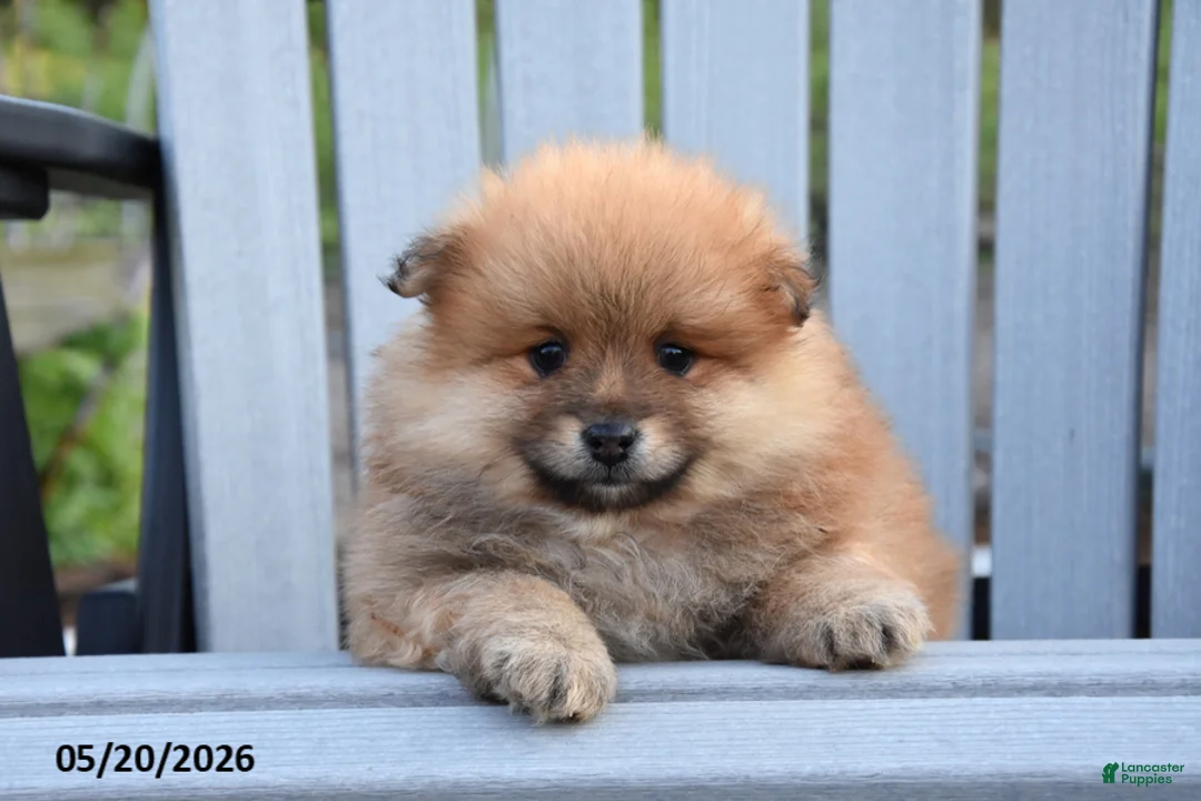 Pomeranian dogs for sale: Jasper - Ad 2